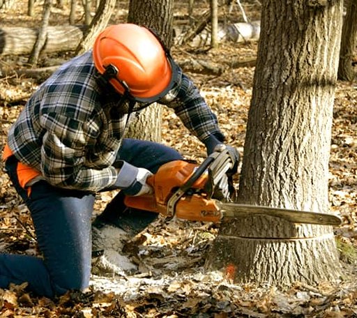 Tree Removal in Chappell Hill, TX